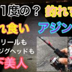 年に1度の釣れすぎ入れ食いなアジング 月下美人 知多半島
