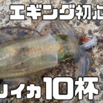 【アオリイカ】初心者が10杯越え！？秋の堤防エギングが楽しすぎた！【イカ釣り・堤防釣り】