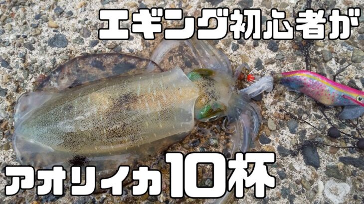 【アオリイカ】初心者が10杯越え！？秋の堤防エギングが楽しすぎた！【イカ釣り・堤防釣り】