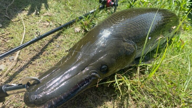 【バス釣り】してたら野池で1m超え最大サイズの怪魚捕獲。ブラックバス泳がせ釣りで衝撃映像。【後編】【ため池】【野池】【野生のアリゲーターガー】【浮き釣】【岡山】【釣り方解説】