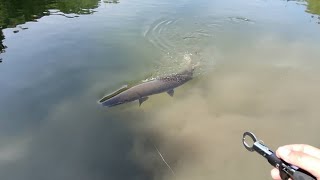 【バス釣り】してたら野池で1m超えの怪魚捕獲。ブラックバス泳がせ釣りで衝撃映像。【ため池】【野池】【アリゲーターガー】【浮き釣】【岡山】