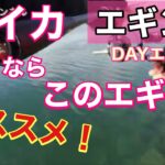 【エギング】秋イカ　2.５号のエギで初挑戦！！このエギおすすめします！