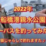 秋の船橋港親水公園付近のシーバス釣り！2022   猫じゃらし　ねこじゃらしーばす