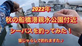 秋の船橋港親水公園付近のシーバス釣り！2022   猫じゃらし　ねこじゃらしーばす