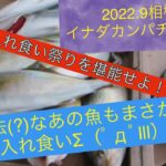 【2022.9】相模湾イナダ＆カンパチジギング！入れ食い祭りで大漁(*‘∀‘)釣れてはいけない子も・・・