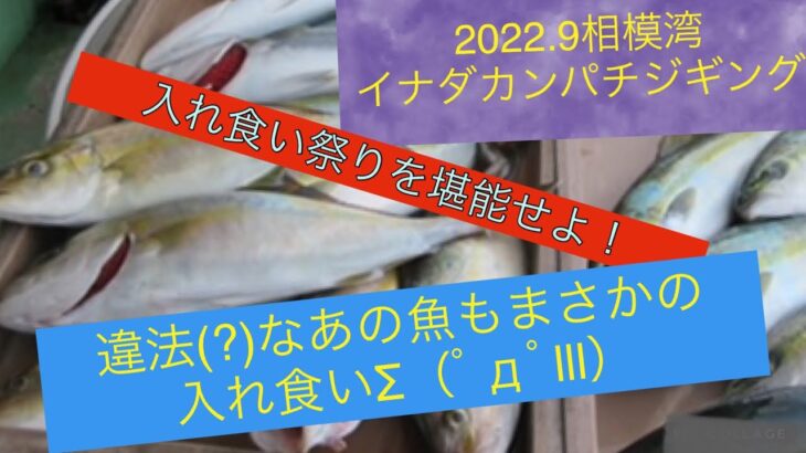 【2022.9】相模湾イナダ＆カンパチジギング！入れ食い祭りで大漁(*‘∀‘)釣れてはいけない子も・・・