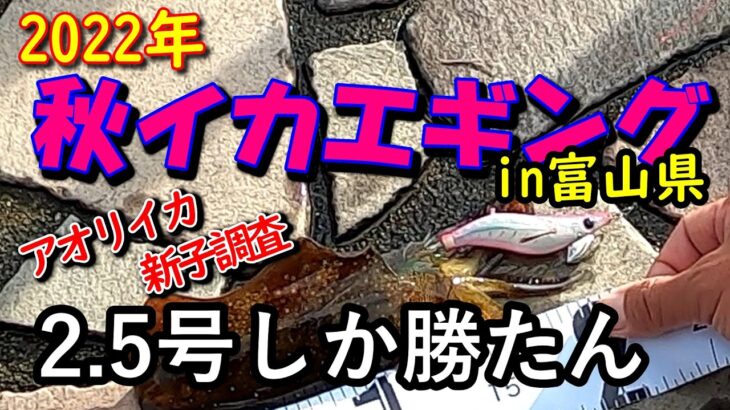 【2022年秋イカエギング＃02】富山県でアオリイカの新子調査！気になる今年の状況は？富山エギング