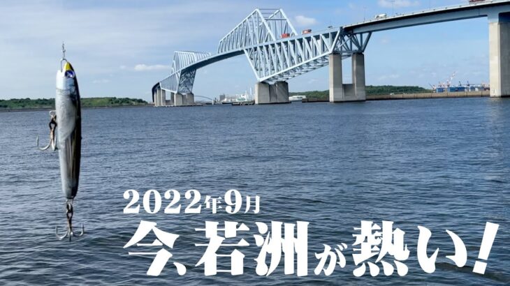 【シーバス／イナダ・ワラサ／サワラ】今、若洲海浜公園が熱い！ 2022年9月の様子！