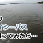 秋のデイシーバス狙ってみたら…【2022年9月23日】