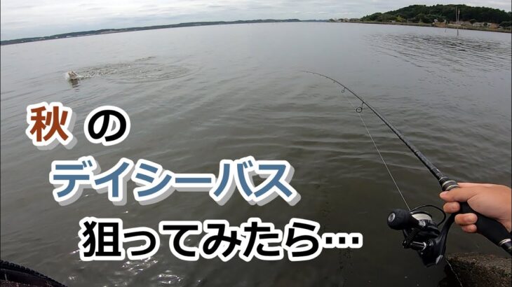 秋のデイシーバス狙ってみたら…【2022年9月23日】