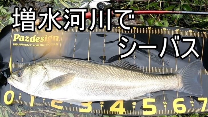 増水した時にしかシーバス釣れないのは私です　2022年9月3日