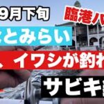 【22年9月下旬！みなとみらい臨港パーク サビキ釣り！】爆釣◯まずめがヤバすぎ！