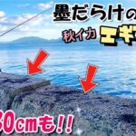 【エギング】墨だらけの釣り場でアオリイカを釣る♡ まさかの胴長30㎝!?