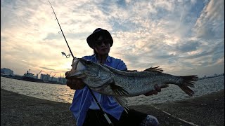 シーバス釣り　〜晩夏のデイゲーム‼︎狙うは5匹以上‼︎編〜