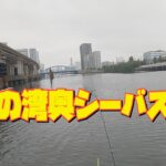 9月の湾奥シーバス釣り❗️