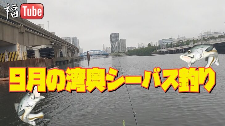 9月の湾奥シーバス釣り❗️