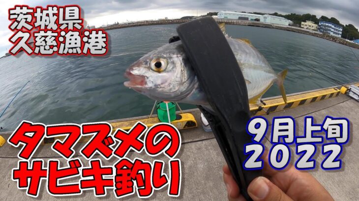 茨城県　久慈漁港　サビキ釣り　9月上旬　初めてトリックサビキを使ってみた　2022