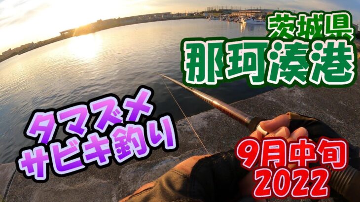 茨城県　那珂湊港　サビキ釣り　9月中旬　夕マズメから釣れ出しました　2022