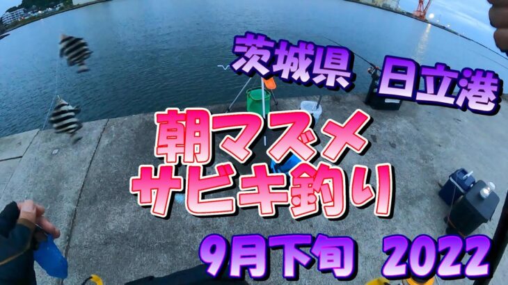 茨城県　日立港　サビキ釣り　9月下旬　朝マズメ　2022