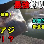 【千葉県某所】最強釣り餌で良型アジ連発！？秋が近付く9月上旬、関東地方の房総半島の太平洋側に面した外房の釣り場で釣りしてみたら、開始直後にアジが連発して幻想的な新魚種が…！【2022.09.06】