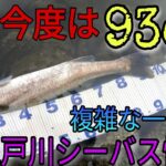 今度は【93センチ】のシーバスさん…