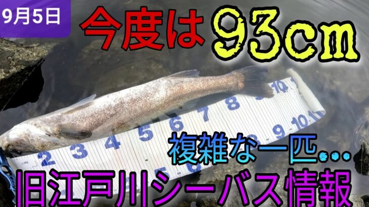 今度は【93センチ】のシーバスさん…