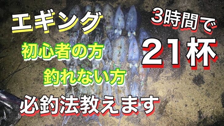 【エギング】9月上旬☆関西某堤防☆秋アオリイカ爆釣♪初心者必見！！これ見て釣ってください(^O^)和歌山・大阪湾・淡路島・釣り・コウイカ・キロアップ