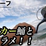 【サーフ釣り】ヒラメとランカーマゴチHIT！！福岡のサーフは釣れない？？十分楽しめます…