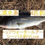 【爆釣！？】トップウォータールアーシーバス釣りLive　 2022-9-16【北浦水系某所】