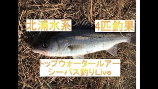 【爆釣！？】トップウォータールアーシーバス釣りLive　 2022-9-16【北浦水系某所】