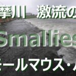 東京ルアー釣り、多摩川スモール 多摩川の堰＆大栗川 (Tokyo Lure Fishing, Bass, 小口黑鱸)