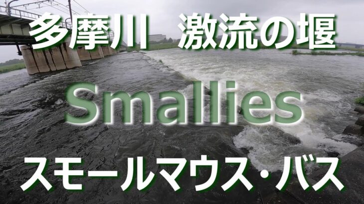 東京ルアー釣り、多摩川スモール 多摩川の堰＆大栗川 (Tokyo Lure Fishing, Bass, 小口黑鱸)