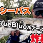 VOL.50 秋シーバス編!!BlueBlueルアーを駆使して連発!!