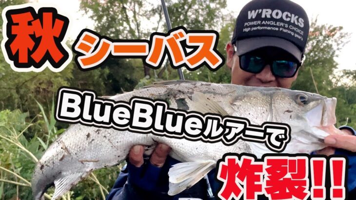 VOL.50 秋シーバス編!!BlueBlueルアーを駆使して連発!!