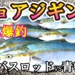 【開幕ダッシュ！ 激熱の大阪湾】シーバスロッドVS青物