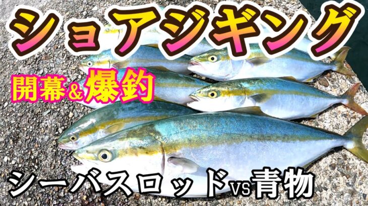 【開幕ダッシュ！ 激熱の大阪湾】シーバスロッドVS青物