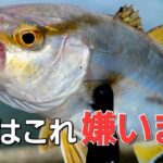 青物に嫌われる釣り方はこれが多い。アジングロッドでお手軽に釣る方法と対策【ライトゲーム fishing】