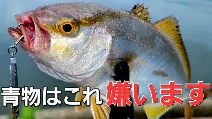 青物に嫌われる釣り方はこれが多い。アジングロッドでお手軽に釣る方法と対策【ライトゲーム fishing】