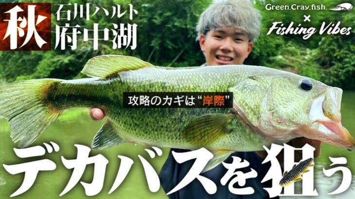 【バス釣り】秋の府中湖 デカバスを狙う 石川ハルト【fishing vibes】