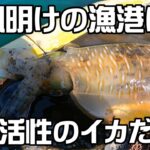 【エギング】台風明けの漁港はイカの釣り堀状態？　釣れすぎます　超高活性のイカ達がエギに猛アタック　squid fishing