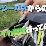 【石川県　釣り】濁りのリバーシーバスからのアオリイカの新子調査！