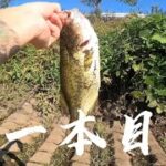 【茨城バス釣りポイント】境町　中央排水路爆釣！減水時の破壊力！バス釣れるとこ教えますシリーズ【バス釣りポイント】