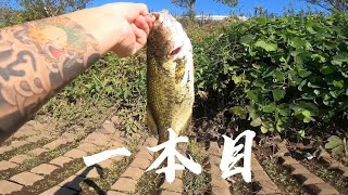 【茨城バス釣りポイント】境町　中央排水路爆釣！減水時の破壊力！バス釣れるとこ教えますシリーズ【バス釣りポイント】