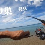 誰もいないサーフで座布団ヒラメを狙ったら魚の巣を見つけてしまった