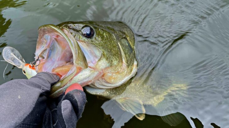 こんな場所を見つけたら、秋のデカバスが高確率で釣れます「バス釣り」「野池」