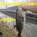 【バス釣り】やる気のないデカバスが本気バイト！？【ブラックバス】