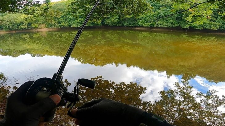 秋の野池で大爆釣、このワームとリグが本当にオススメです「バス釣り」