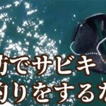 堤防でサビキ釣りがダメなときの大物が釣れるやり方とは！？