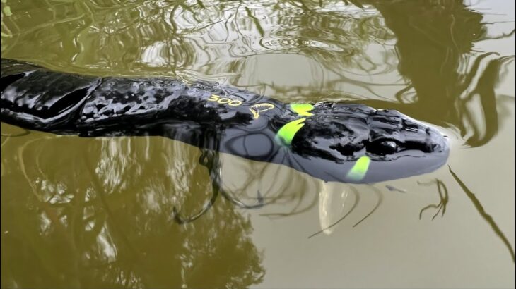 蛇がブラックバスに食べられる