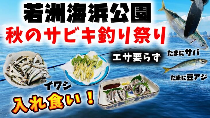 若洲海浜公園 入れ食い！エサ要らず！秋のサビキ釣り祭り！ – イワシ サバ 豆アジ など多魚種編 –